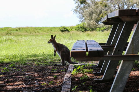 Stradbroke Island Adventure Cruise And Tour Departing Brisbane City - Attractions Melbourne 10