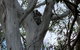 Stradbroke Island Adventure Cruise And Tour Departing Brisbane City - thumb 9