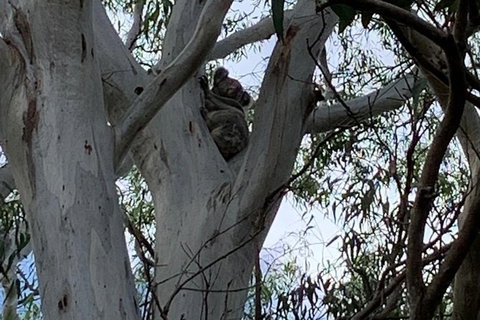 Stradbroke Island Adventure Cruise And Tour Departing Brisbane City - Attractions Melbourne 9