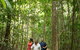 Mossman Gorge Dreamtime Tour - thumb 2