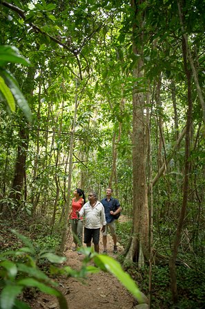 Mossman Gorge Dreamtime Tour - Attractions Melbourne 2