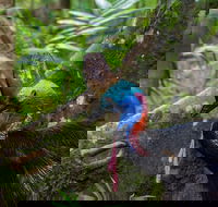 Daintree Afternoon Nocturnal Nature and Wildlife Tour - Attractions Melbourne