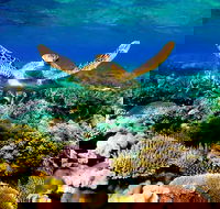 4-Day Cairns Ultimate Combo Daintree Rainforest Reef Kuranda  Paronella Park - Attractions Melbourne