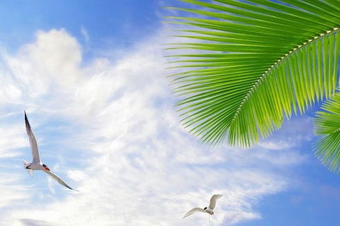 Airport Transfer - Mission Beach To Cairns Airport - Attractions Melbourne 4