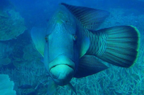Great Barrier Reef Luxury Expedition Cruise Cabin Booking 7 Days 6 Night - Attractions Melbourne 3