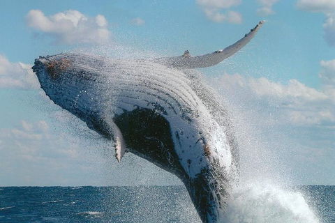 Great Barrier Reef Luxury Expedition Cruise Cabin Booking 7 Days 6 Night - Attractions Melbourne 7