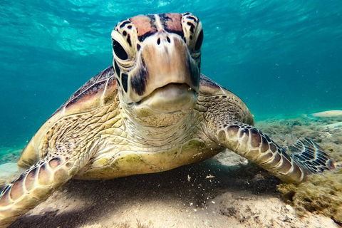 2Day 2 Night Sail, Snorkel & SUP Adventure Whitsundays Single - Attractions Melbourne 7