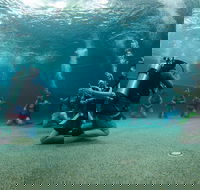 Learn To Scuba Dive 4 Day Great Barrier Reef PADI Open Water Course Day Trips - Attractions Melbourne