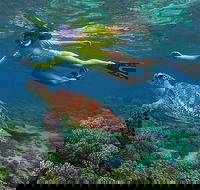3 Day Cape Tribulation and Great Barrier Reef Package - Attractions Melbourne