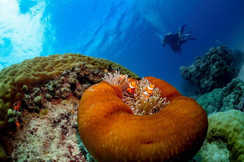 Gold Class VIP Great Barrier Reef Cruise From Cairns By Luxury Superyacht - Attractions Melbourne 4