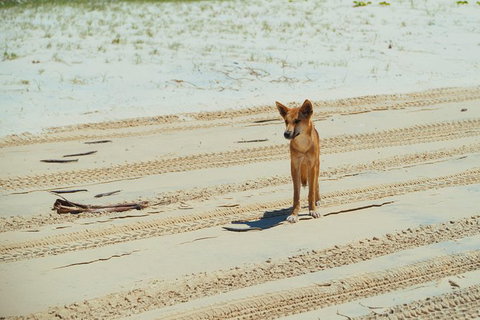 Dingos 3 Day Tag Along Fraser Island 4WD Adventure - Attractions Melbourne 1