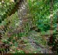 Private Daintree Mossman Gorge Exclusive Nature and Wildlife Focus - Attractions Melbourne