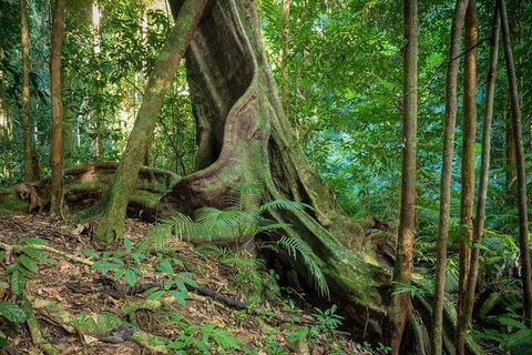 Private Daintree Mossman Gorge Exclusive Nature And Wildlife Focus - Attractions Melbourne 0