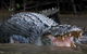 Private Daintree Mossman Gorge Exclusive Nature And Wildlife Focus - thumb 1