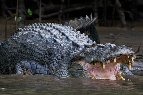 Private Daintree Mossman Gorge Exclusive Nature And Wildlife Focus - Attractions Melbourne 1