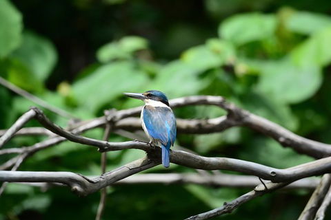 Private Daintree Mossman Gorge Exclusive Nature And Wildlife Focus - Attractions Melbourne 7
