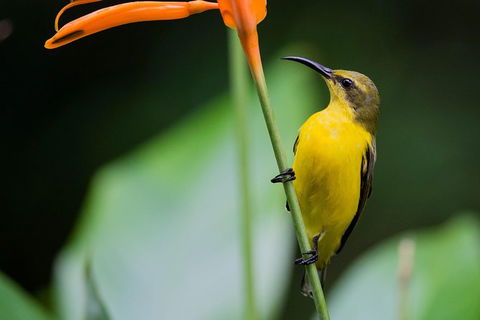 Private Daintree Mossman Gorge Exclusive Nature And Wildlife Focus - Attractions Melbourne 8