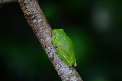 Private Daintree Mossman Gorge Exclusive Nature And Wildlife Focus - Attractions Melbourne 6