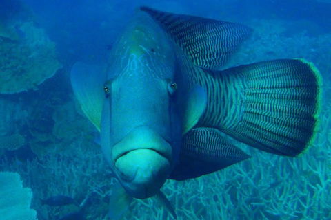 Great Barrier Reef Private Expedition Cruise (min 4 Day Max 8 Guests) - Attractions Melbourne 7