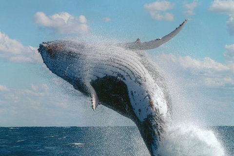 Great Barrier Reef Private Expedition Cruise (min 4 Day Max 8 Guests) - Attractions Melbourne 4