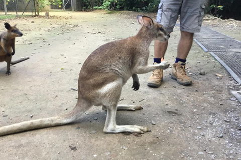 Daintree Luxury Limousine Tour - Full Day - Attractions Melbourne 10