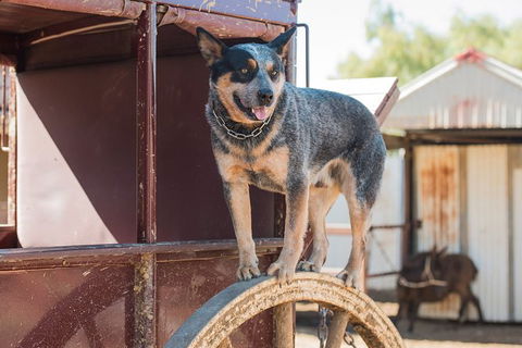 Cobb And Co Stagecoach Experience - Attractions Melbourne 3