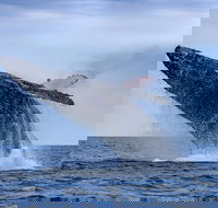 Whale Watching - Attractions Melbourne