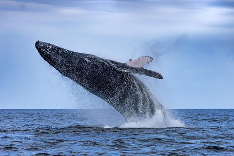 Whale Watching - Attractions Melbourne 0
