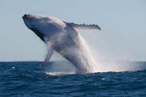 Whale Watching - Attractions Melbourne 1