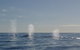 Whale Watching - thumb 5