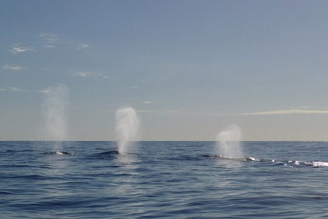Whale Watching - Attractions Melbourne 5