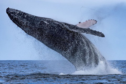 Whale Watching - Attractions Melbourne 6