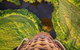 Hot Air Ballooning Brisbane Including Canungra Vineyards Breakfast - thumb 2