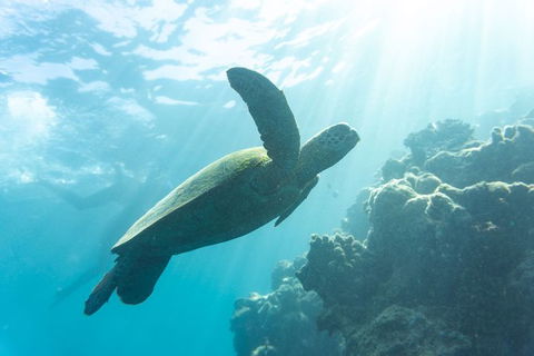 4 Day And 3 Night Whitsunday Maxi Sailing Adventure On Condor - Attractions Melbourne 1