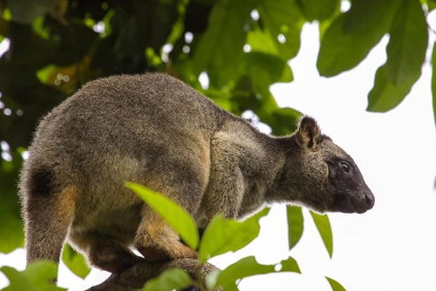 Cairns & Port Douglas All-Inclusive 7 Days Touring Package - Attractions Melbourne 8