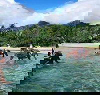 Afternoon Beach Horse Ride in Cape Tribulation - Attractions Melbourne