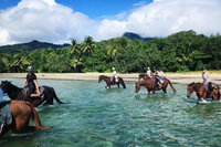 Afternoon Beach Horse Ride in Cape Tribulation