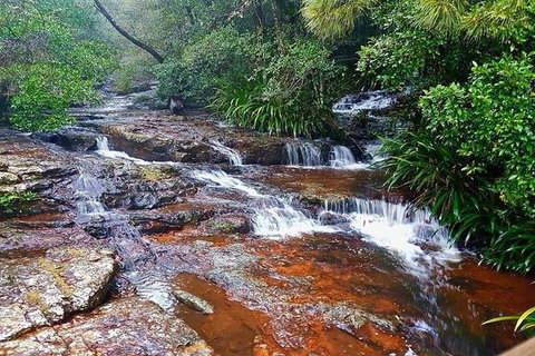 Springbrook Full Day Tour - Attractions Melbourne 0
