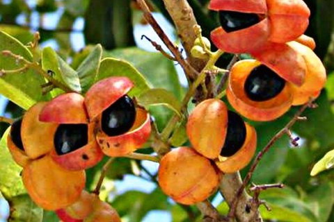 Wang\'ari Dreaming Bush Tucker Tour - Attractions Melbourne 9