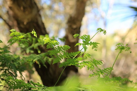 Wang\'ari Dreaming Bush Tucker Tour - Attractions Melbourne 7