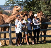 Camel Farm Discovery - Attractions Melbourne