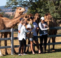 Camel Farm Tour and Taste near Brisbane - Attractions Melbourne
