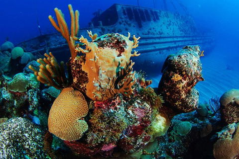 PADI Diving Courses On The Gold Coast - Attractions Melbourne 3