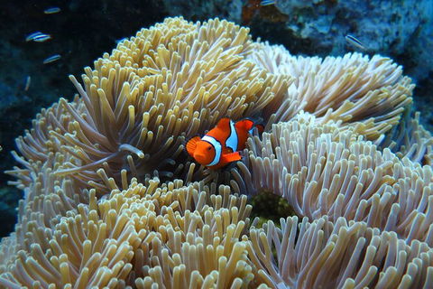 PADI Diving Courses On The Gold Coast - Attractions Melbourne 4