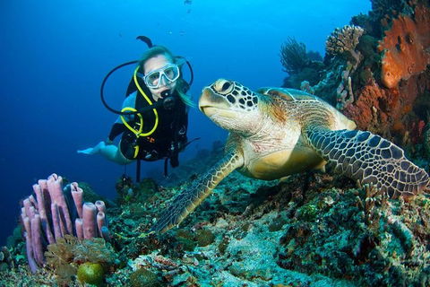 PADI Diving Courses On The Gold Coast - Attractions Melbourne 1