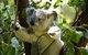 Half-Day Private Tour To Tamborine Mountain With Wine Tasting - Up To 6 People - thumb 0