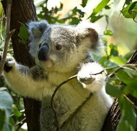 Half-Day Private Tour to Tamborine Mountain with Wine Tasting - Up to 6 people - Attractions Melbourne