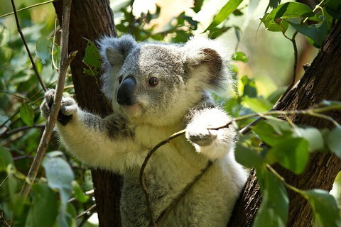 Half-Day Private Tour To Tamborine Mountain With Wine Tasting - Up To 6 People - Attractions Melbourne 0