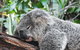 Half-Day Private Tour To Tamborine Mountain With Wine Tasting - Up To 6 People - thumb 4