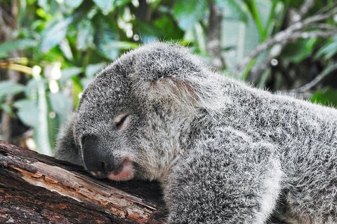 Half-Day Private Tour To Tamborine Mountain With Wine Tasting - Up To 6 People - Attractions Melbourne 4